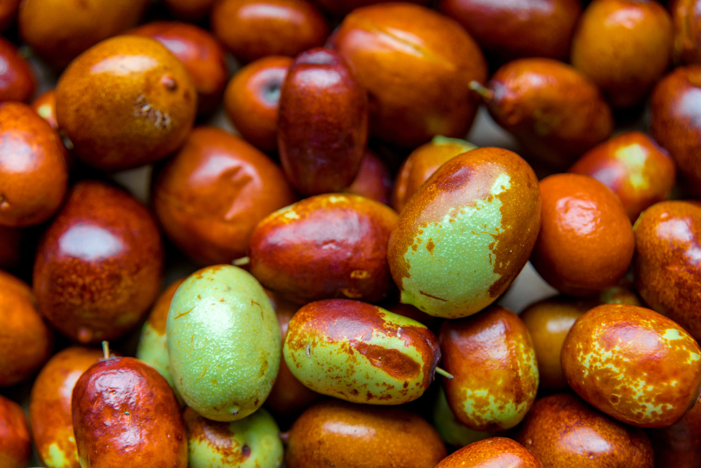 Jojoba fruits in a large quantity