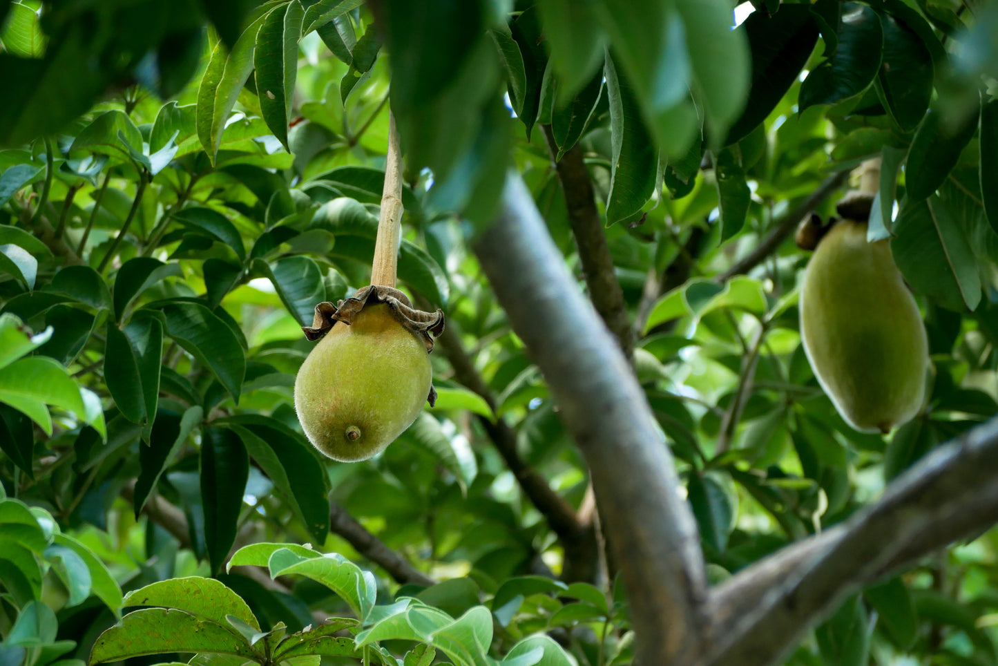 Stock photo of baobab fruit growing on the tree