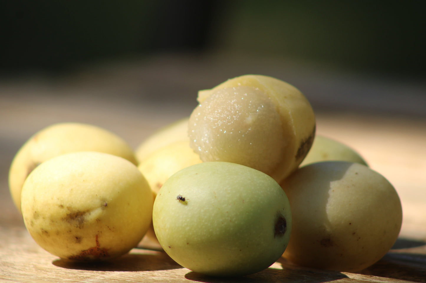 Stock photo of pile of marula fruits
