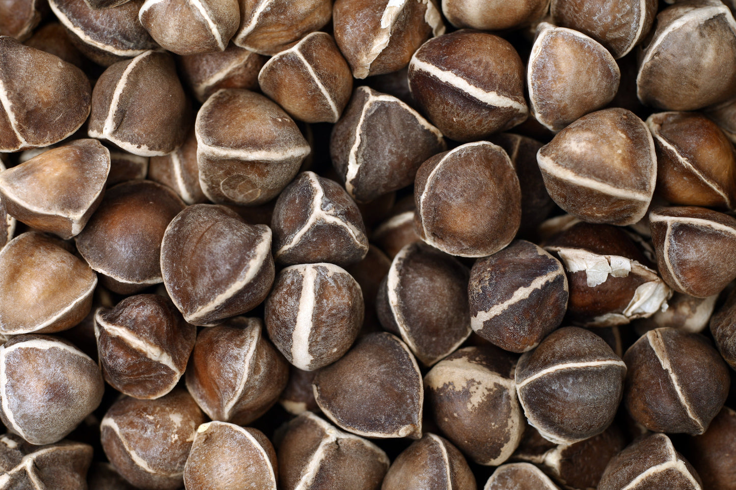 Stock photo of large quantity of Moringa seeds