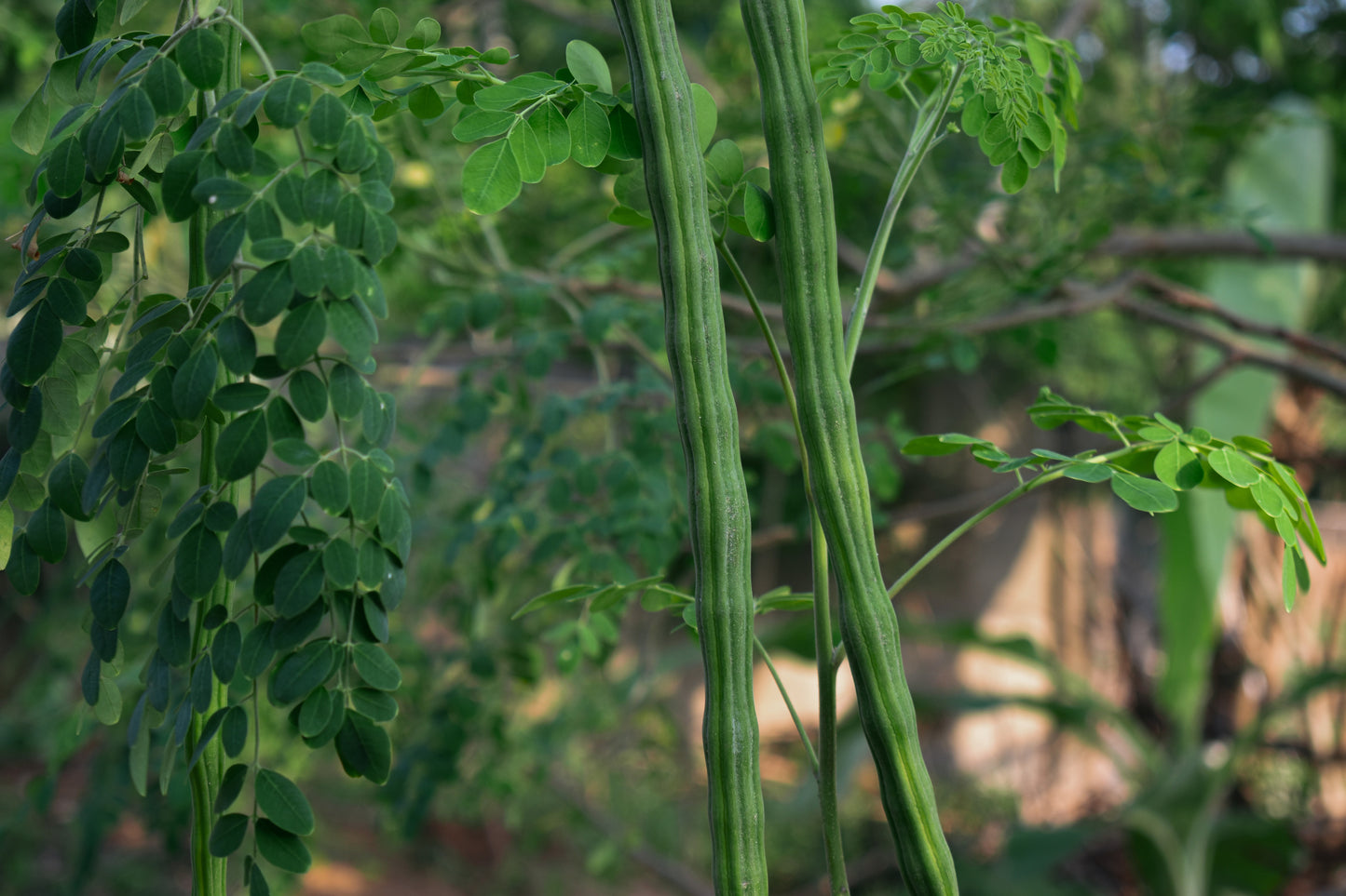 Stock photo of moringa tree showing the leaves and the seed pods