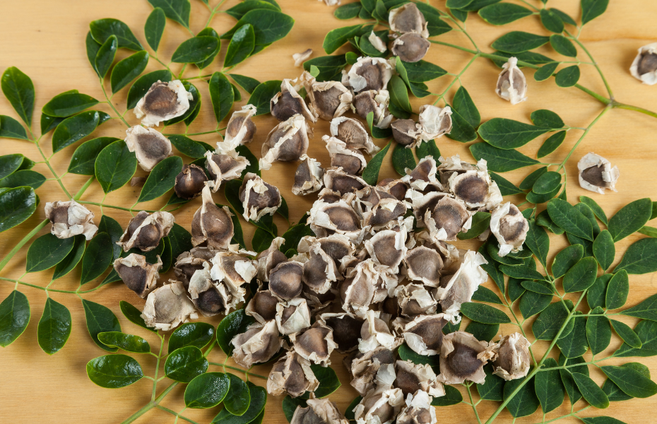 Moringa Seeds in a pile on top of Moringa Leaves