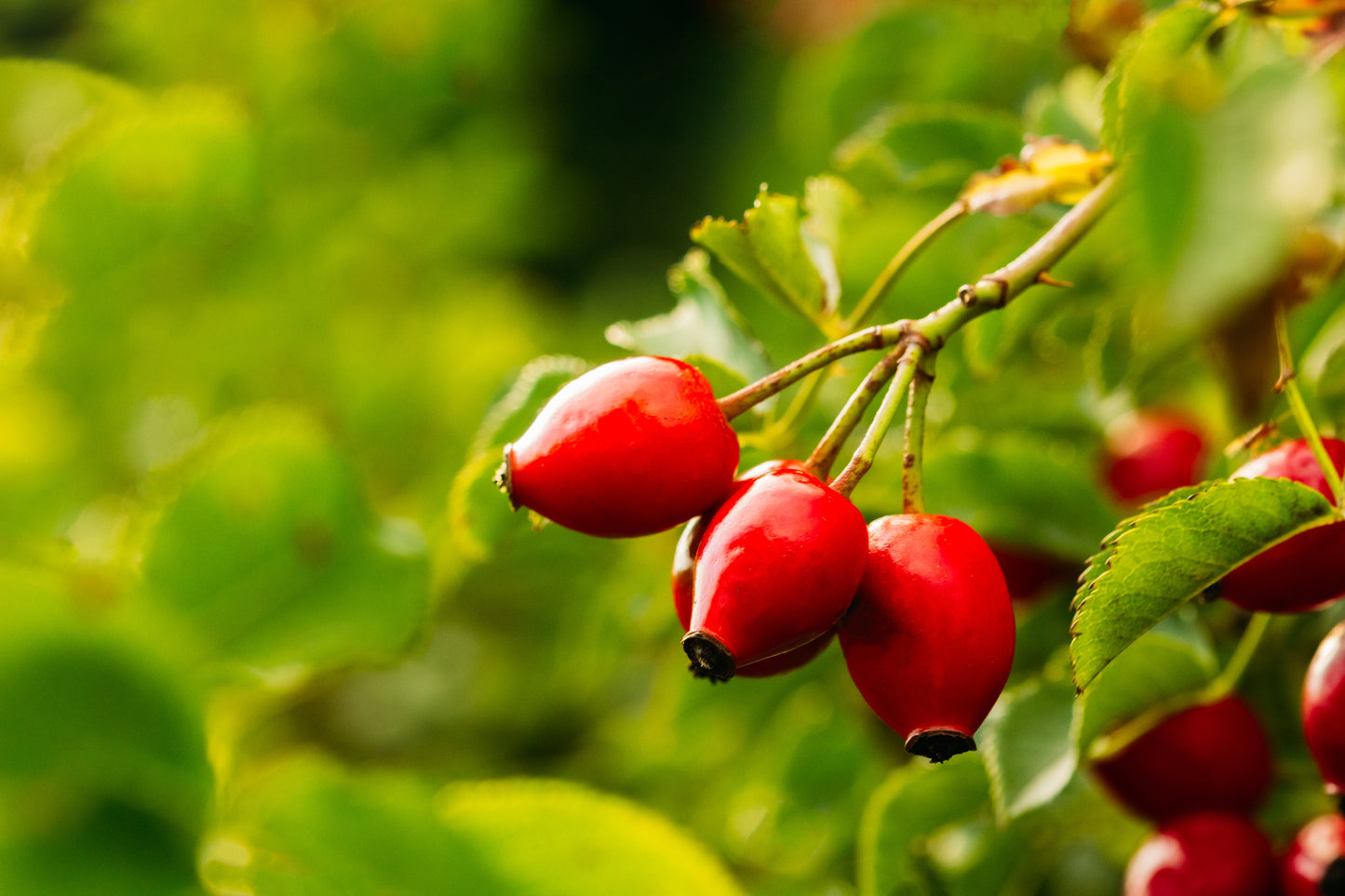 Close up of Rosehip buds on the bush