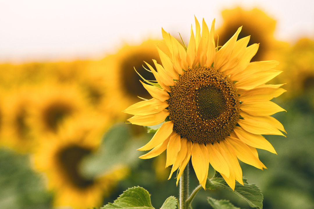 Close up of a sunflower in the forefront of a field of sunflowers