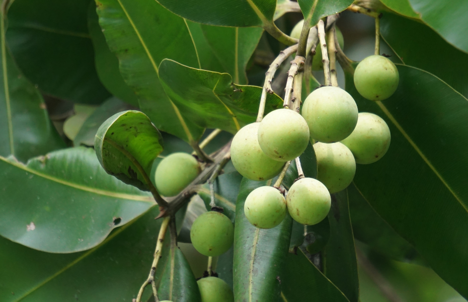 Close up of Tamanu fruit