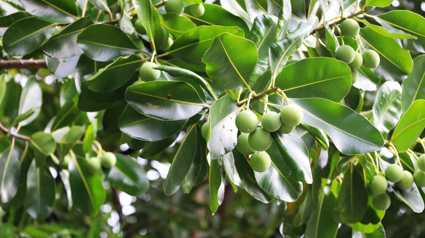 Tamanu fruit on the Tamanu tree
