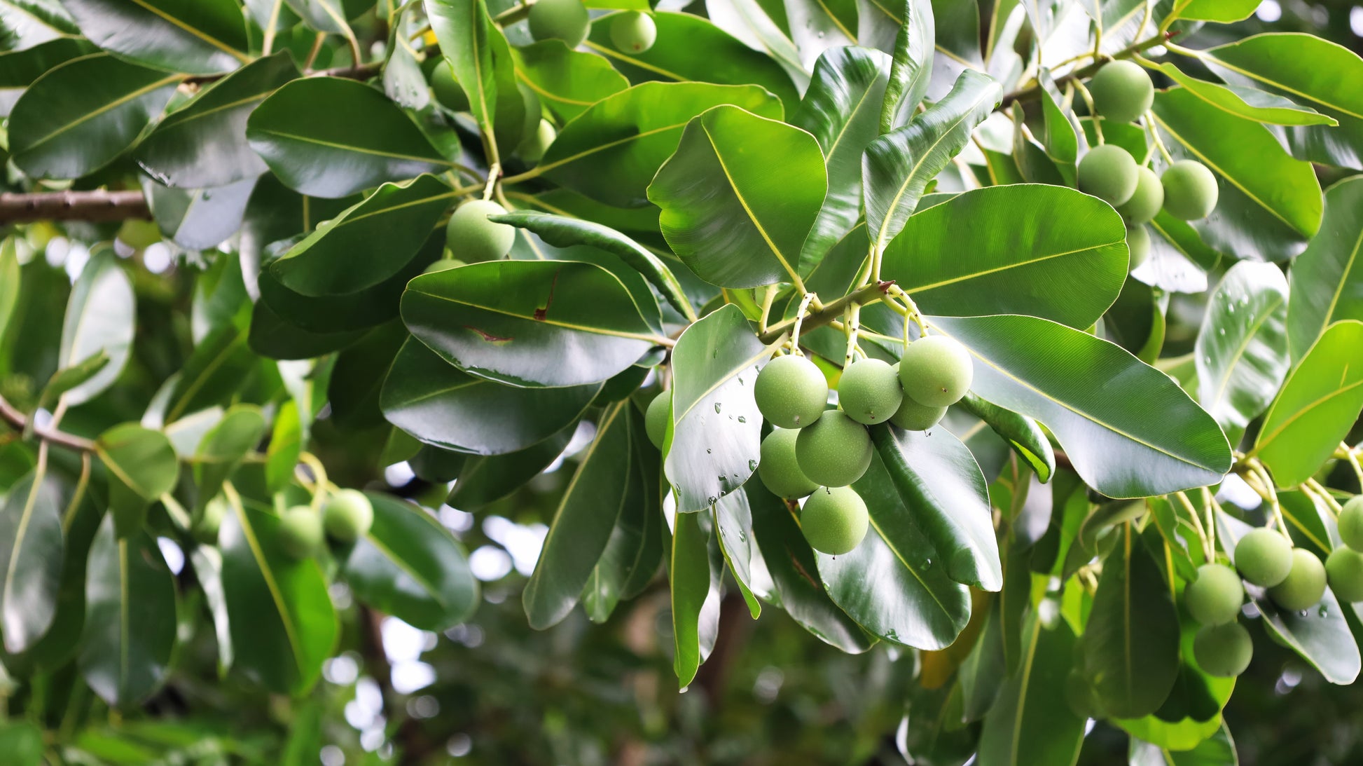 Tamanu fruit on the Tamanu tree