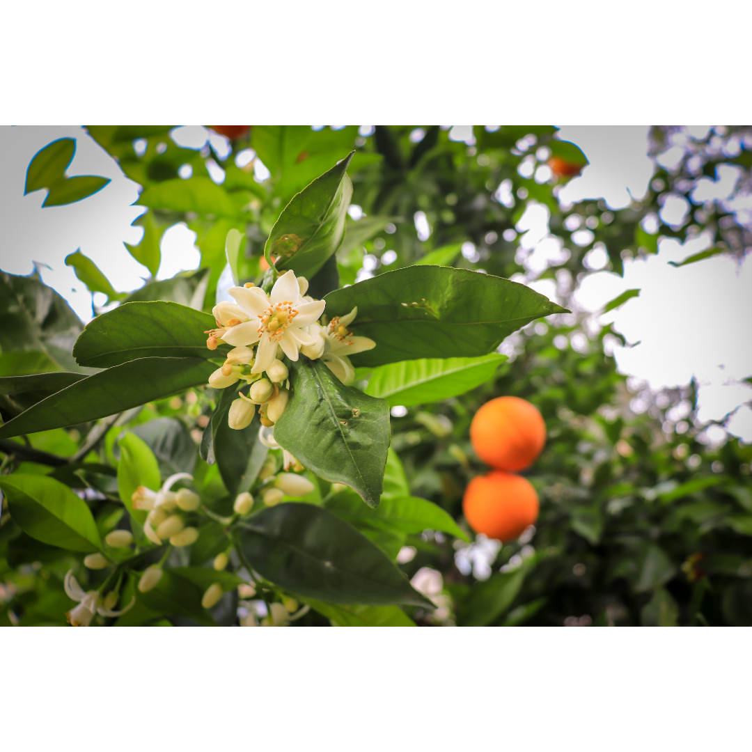 Neroli