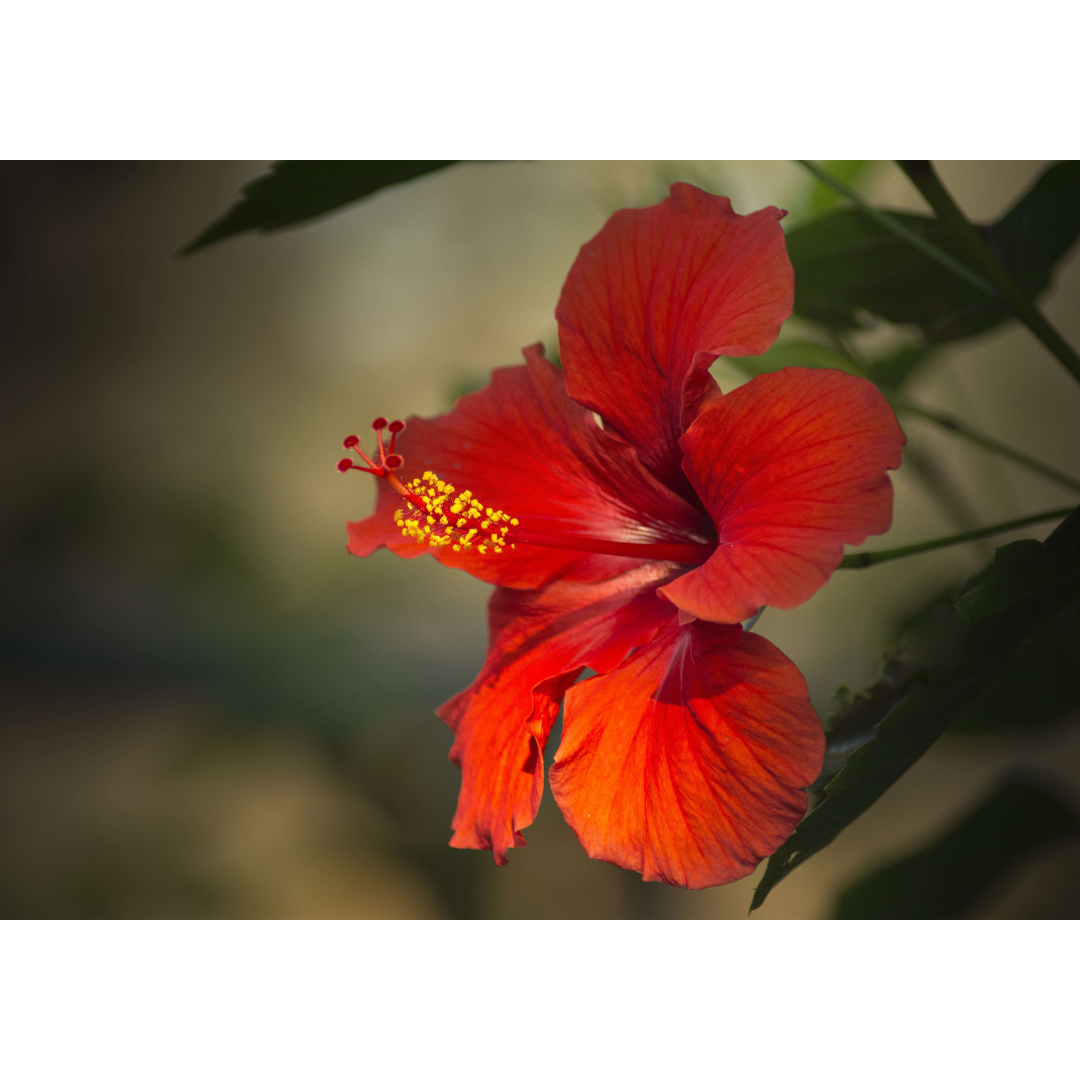 Hibiscus