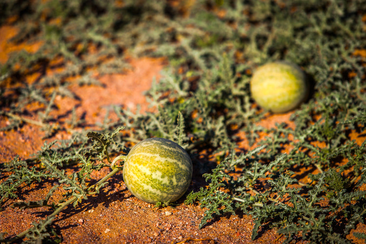 Kalahari Melon