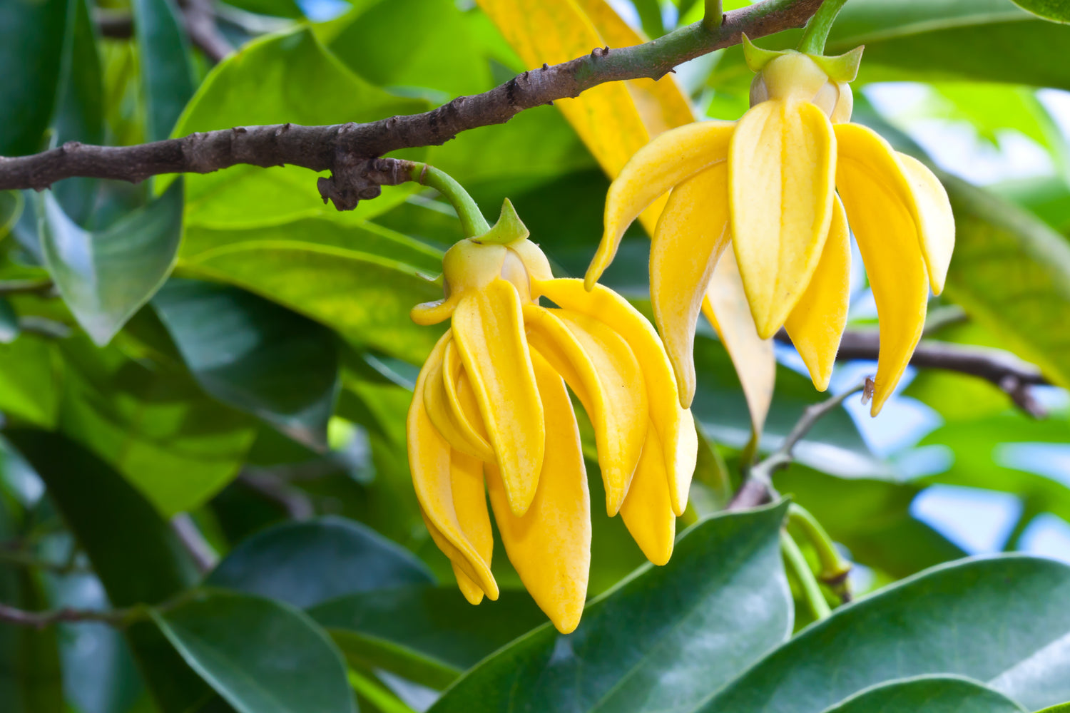 Ylang Ylang