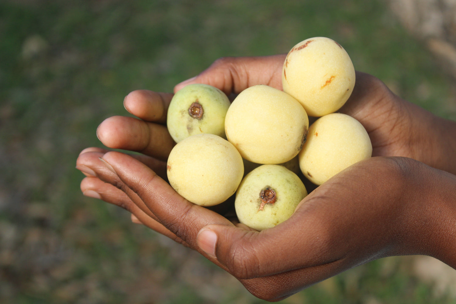 Marula