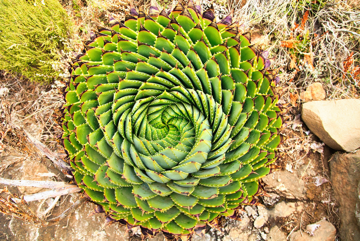 Aloe Vera