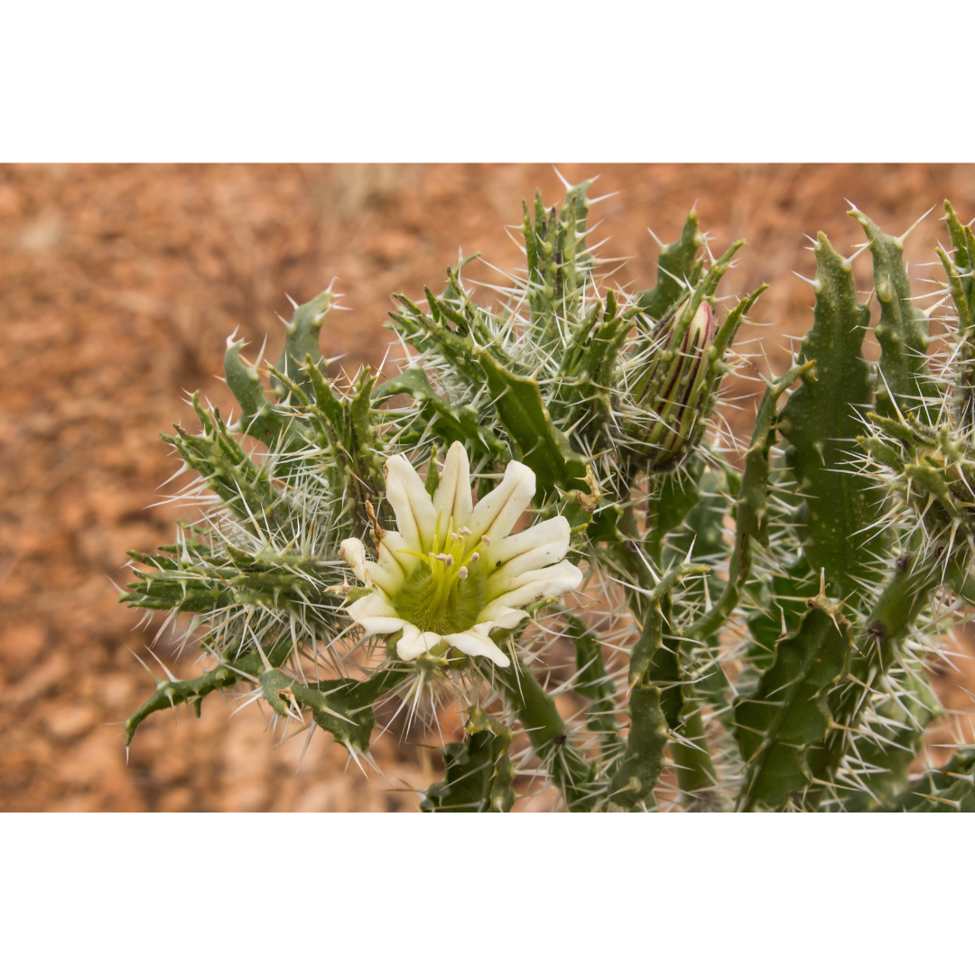 Honey Bush