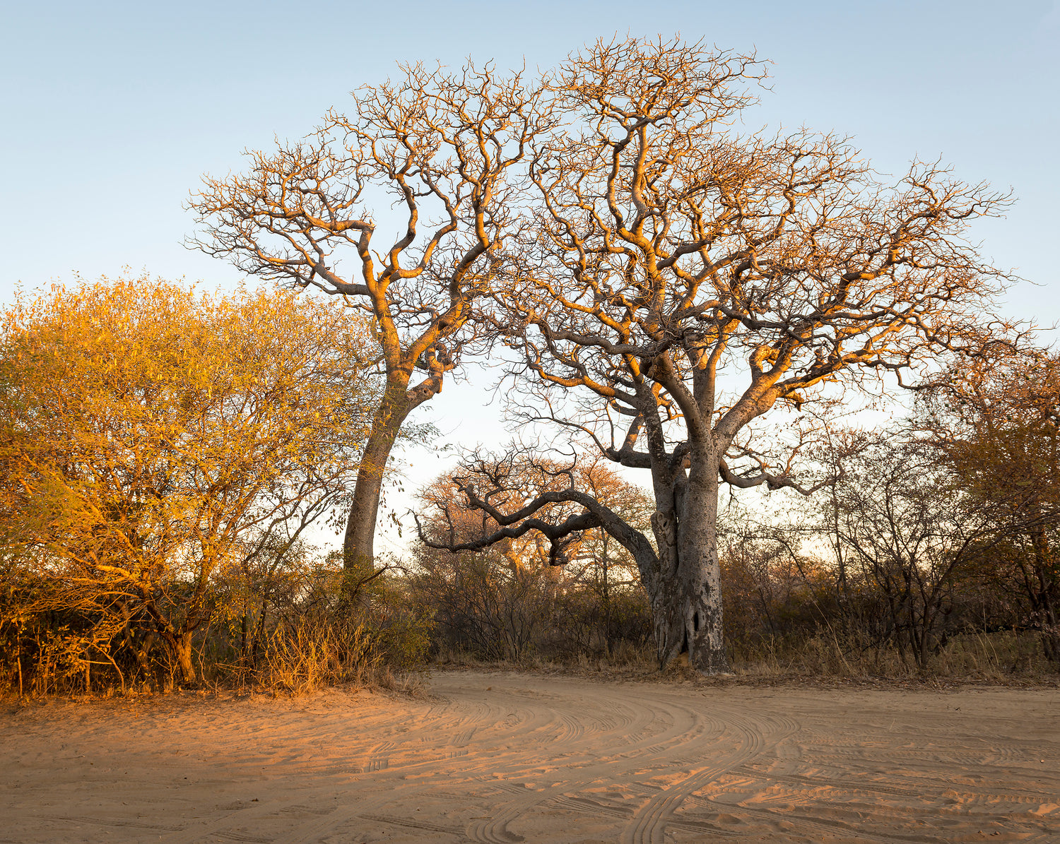 Image of Mungongo Tree - Stock Image