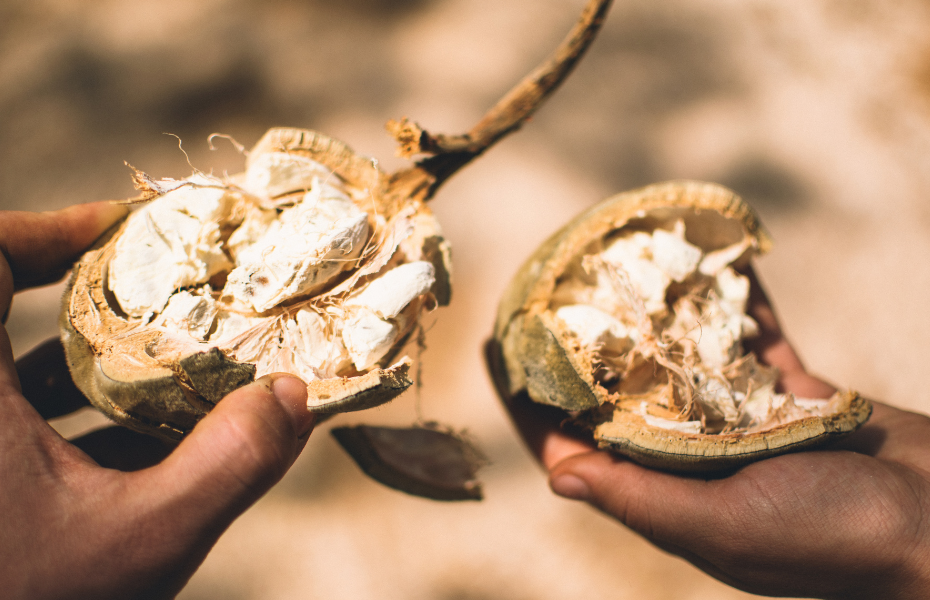 Baobab fruit opened, exposing the pulp