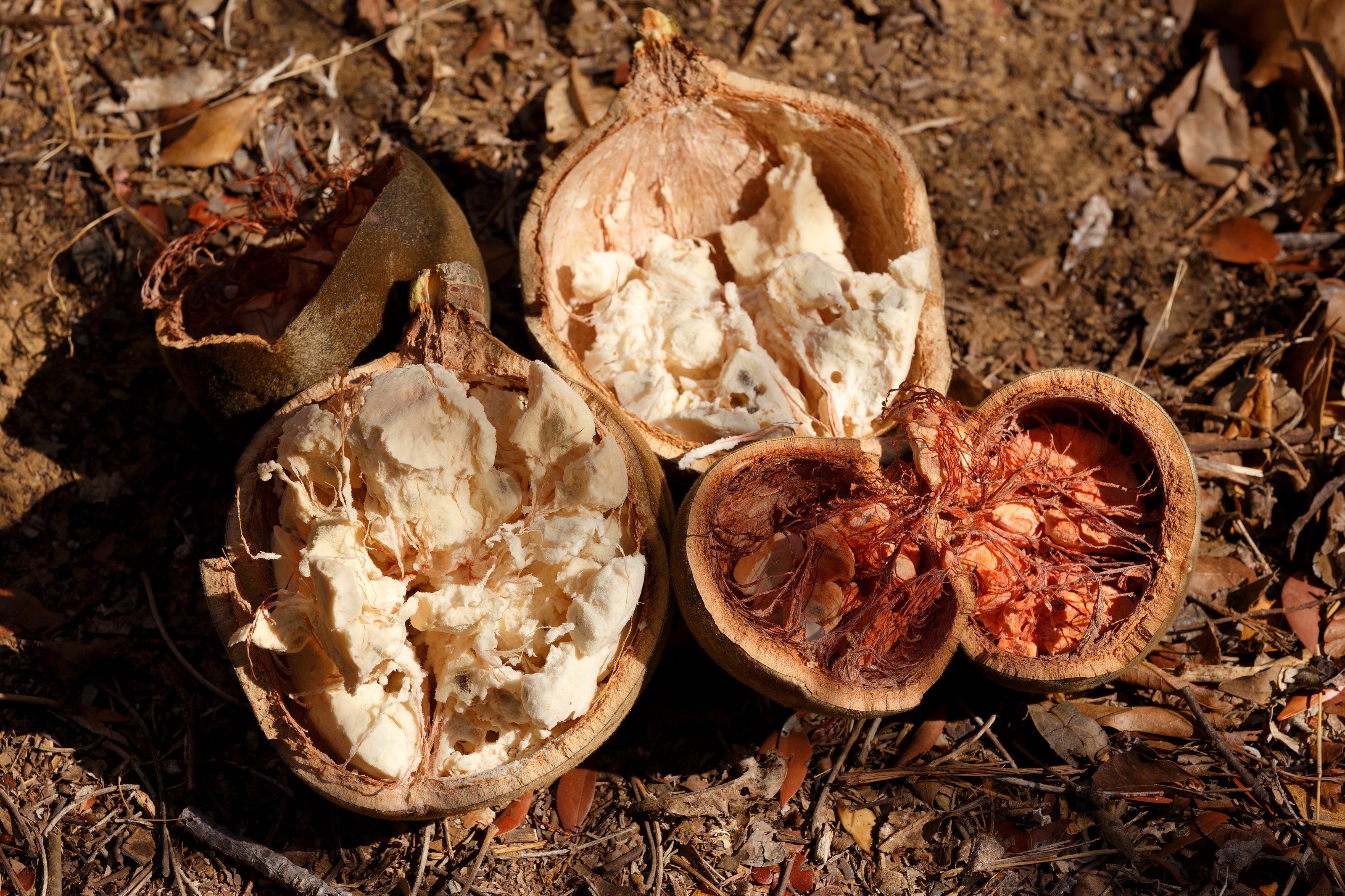 Stock photo of opened baobab fruit on the ground, showing the pulp within