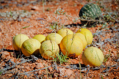 Stock photo of Kalahari Melons on the ground