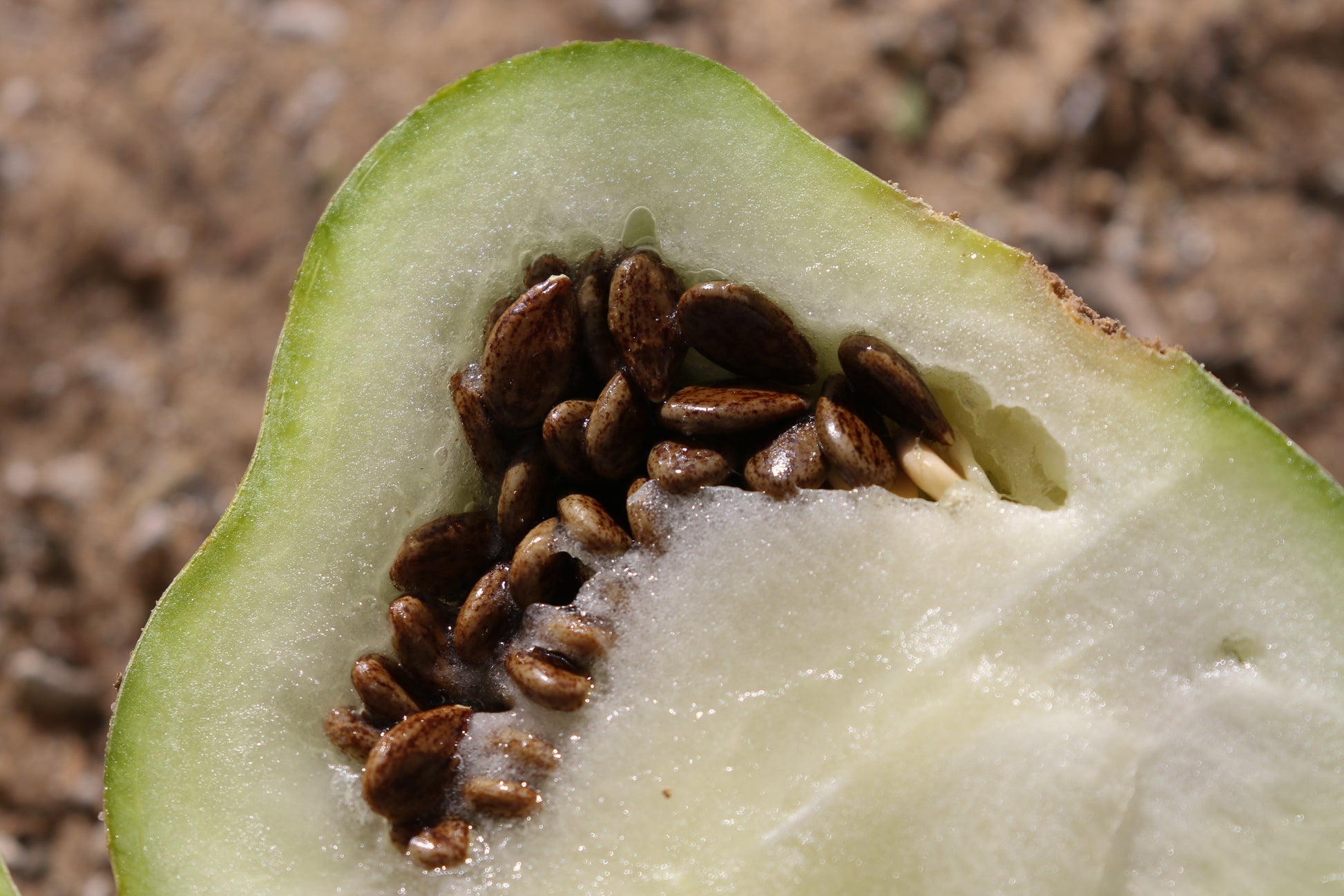 Stock photo of close up of Kalahari Melon