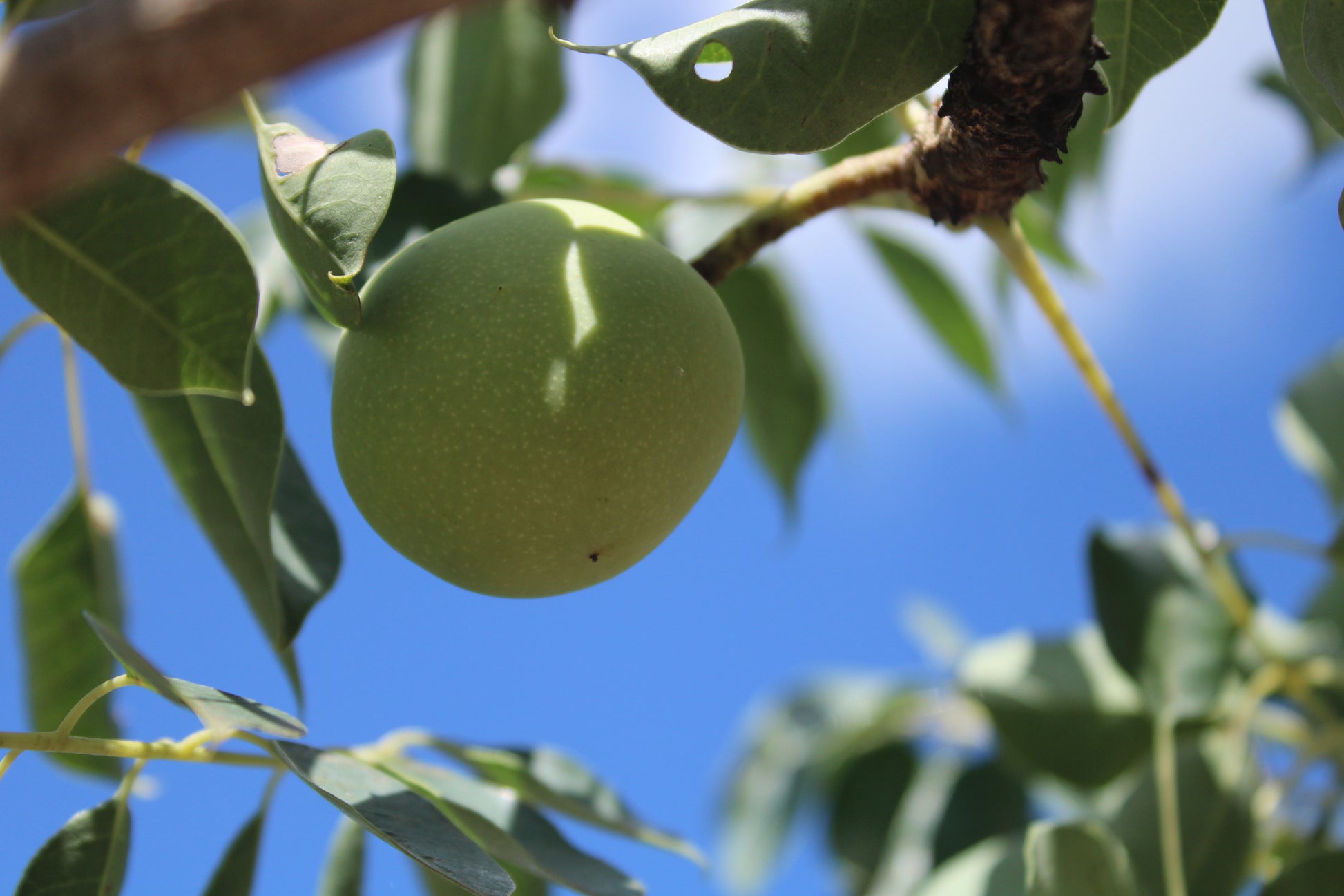 Stock photo of Marula fruit hanging from the tree