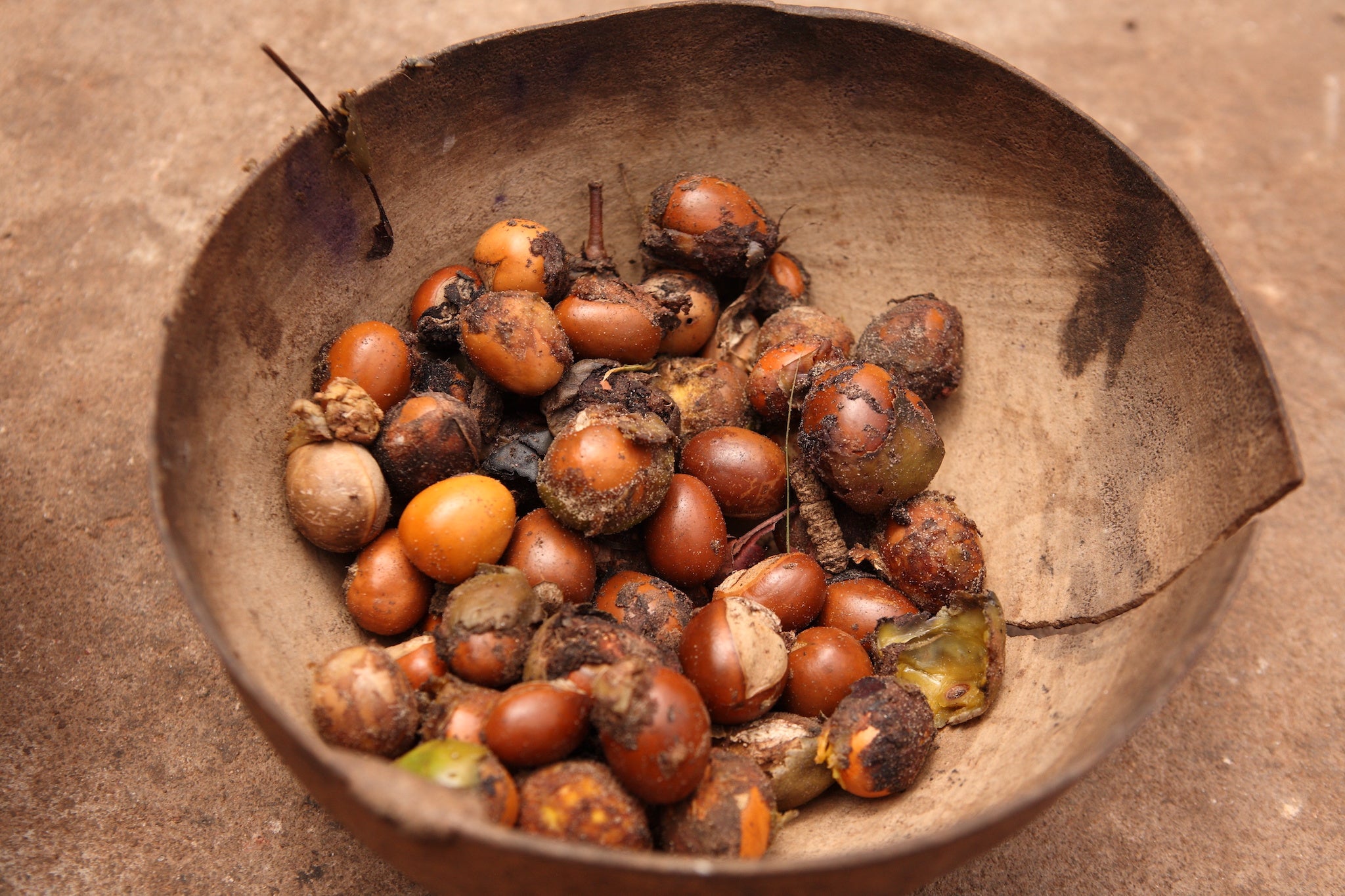 Stock photo of shea nuts in a wooden bowl