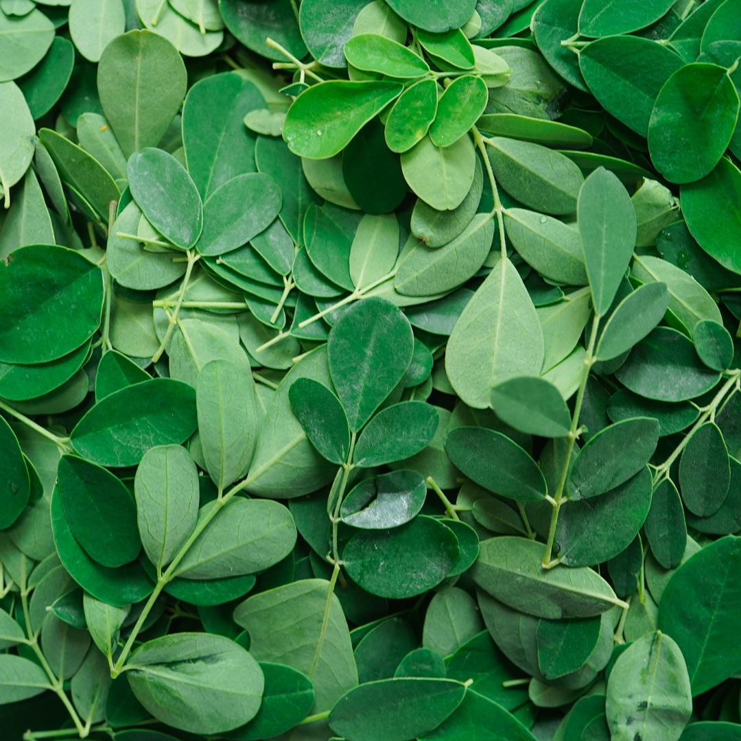 Moringa leaves in a pile