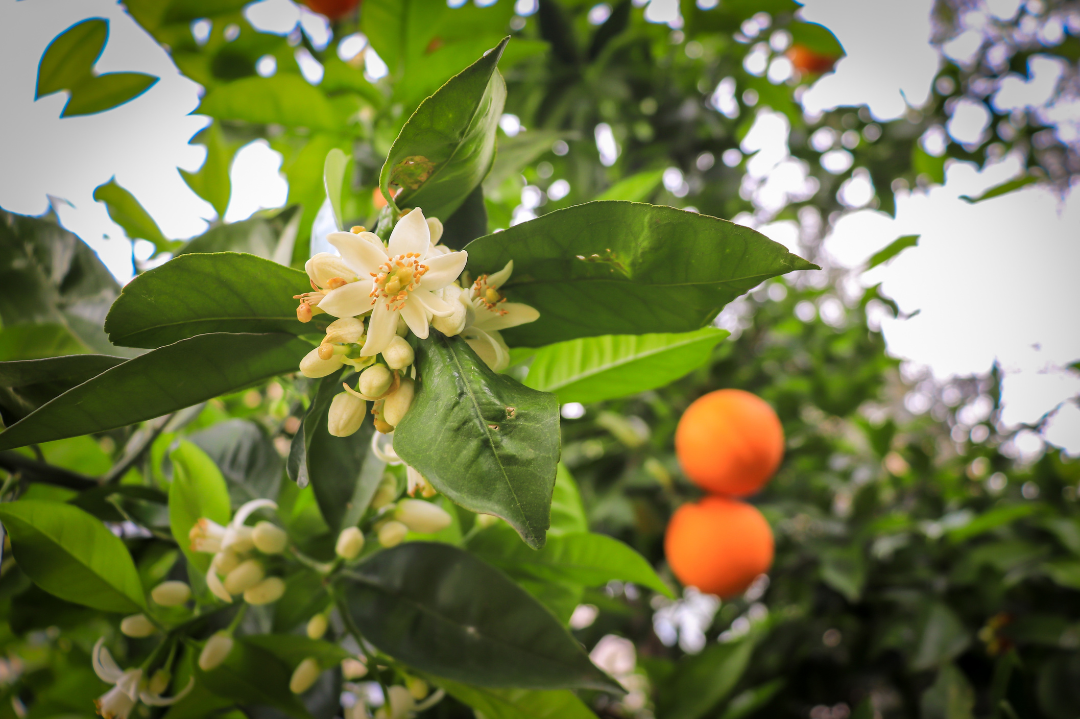 Image of orange blossom flowers on the plant