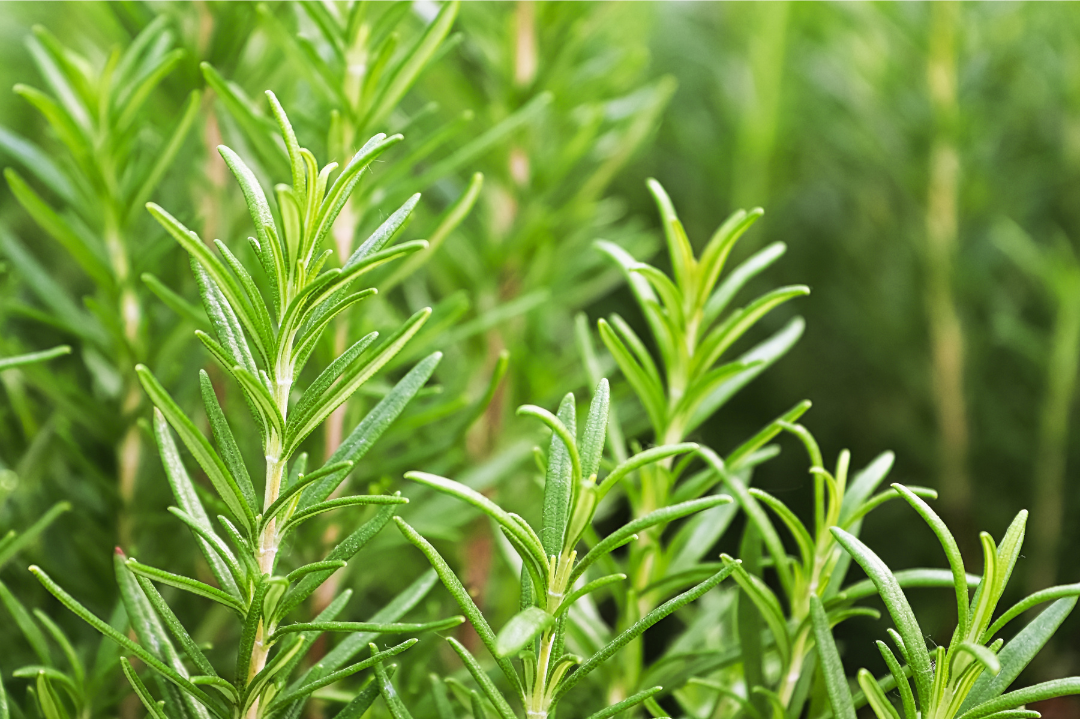 Close up of rosemary twigs