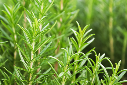 Close up of rosemary twigs