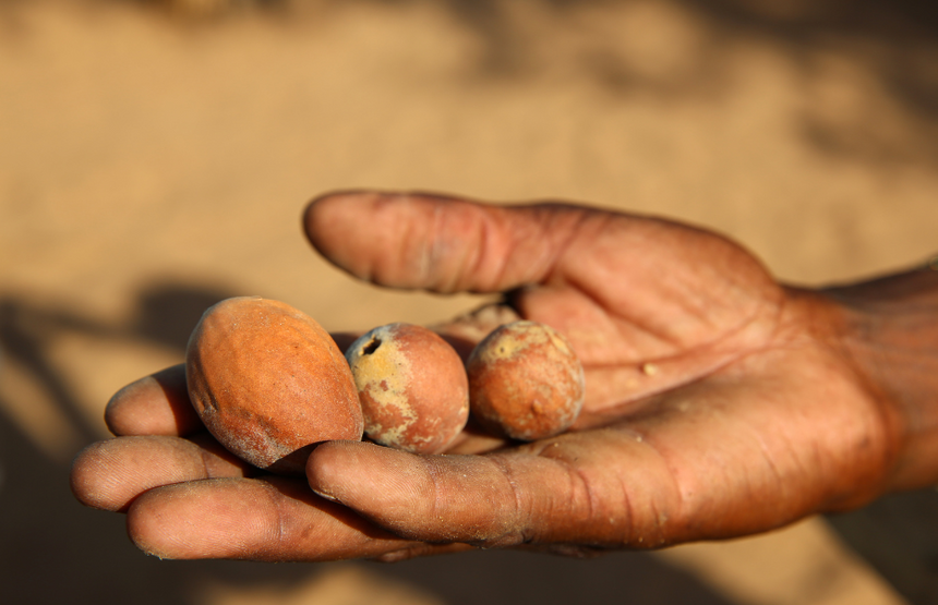 Hand holding freshly gathered shea nuts