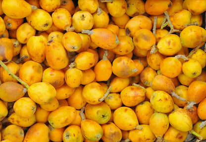 Stock photo of marula fruits