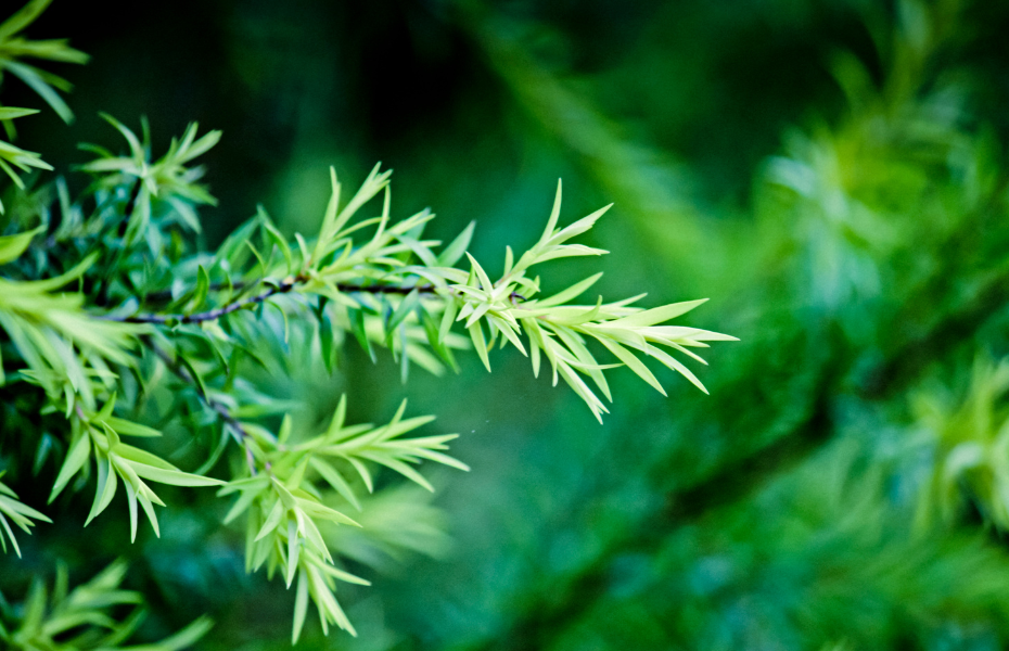 Close up of Tea Tree