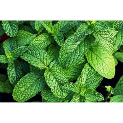 Close up of mint leaves